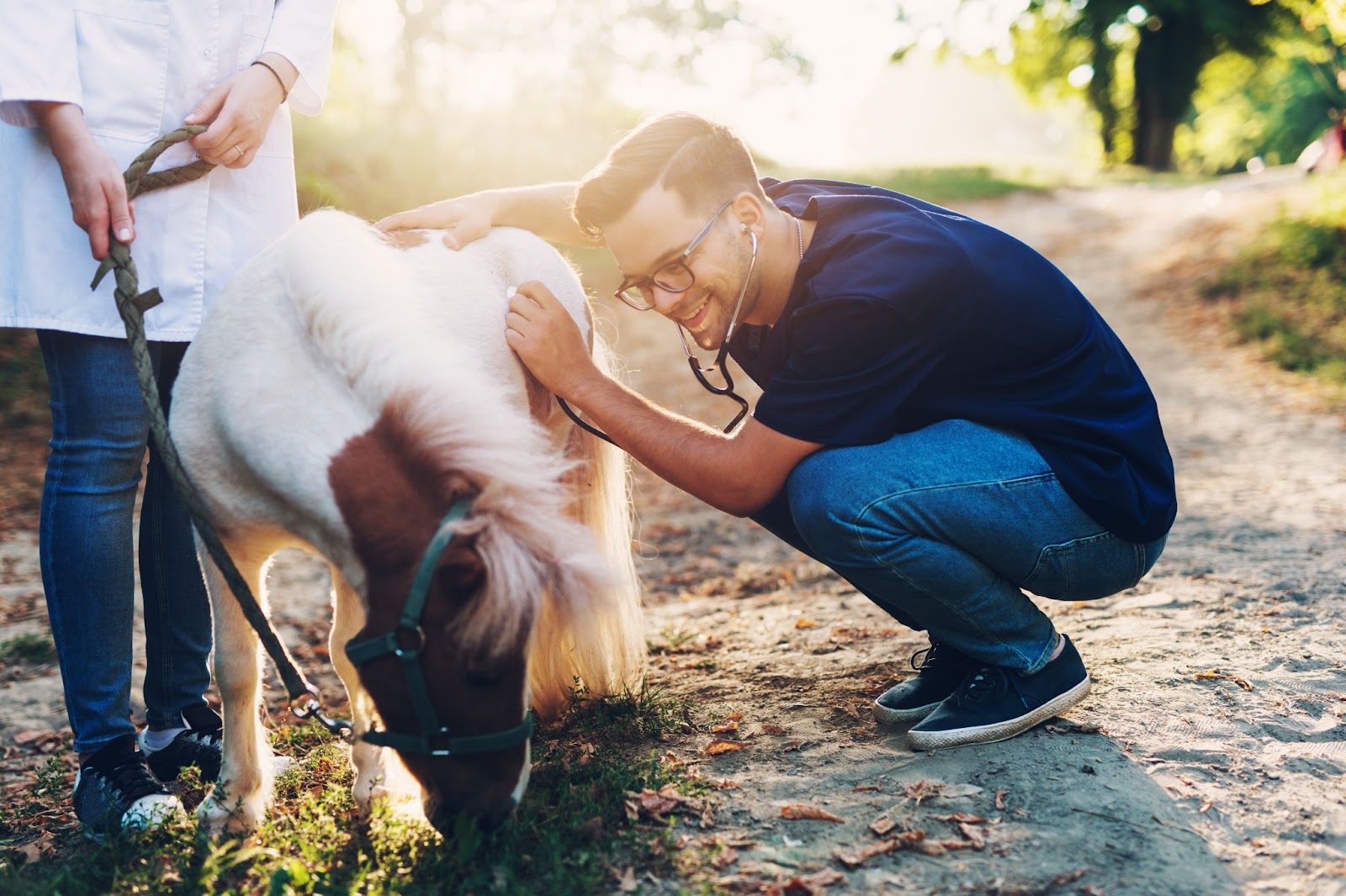 Poistenie zvierať v Uniqe | WebJET CMS Veterinár vyšetruje kone