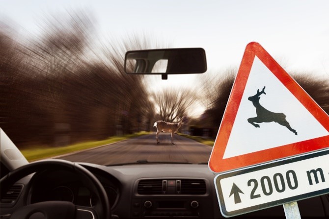 stretsozverou | default.project.name